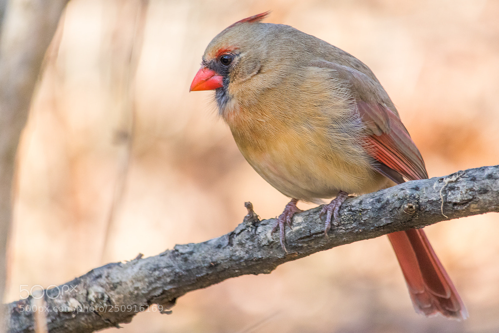 Canon EOS 80D sample photo. Northern cardinal photography