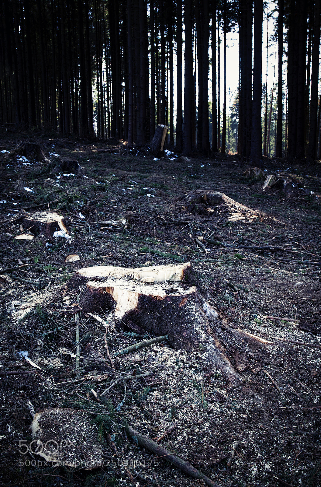 Nikon D5500 sample photo. Dark felled forest photography