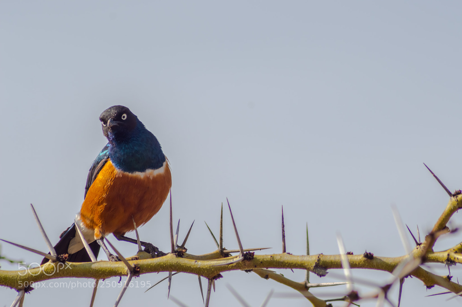 Nikon D3200 sample photo. Superb starling with naughty photography