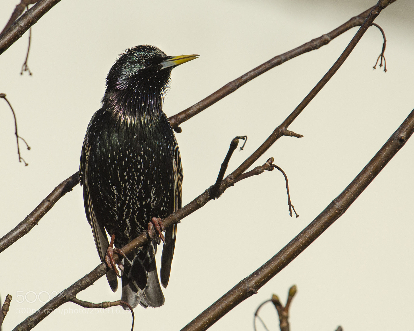 Nikon D7000 sample photo. Starling photography