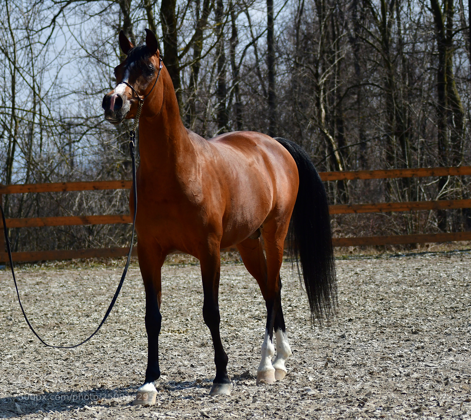 Nikon D500 sample photo. Arabian horse photography