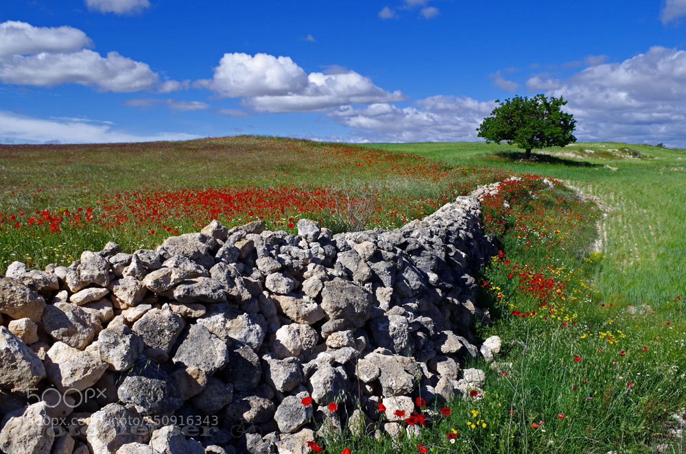Pentax K-50 sample photo. Oude steenwal omgeving bormate photography