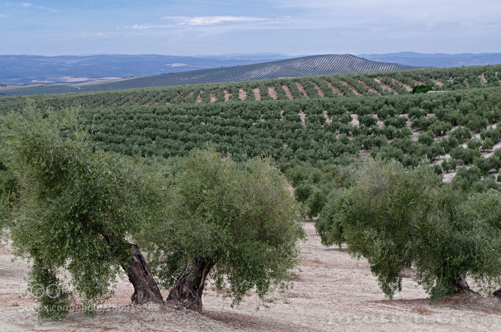Pentax K-50 sample photo. Olijfbomen omgeving cazorla photography