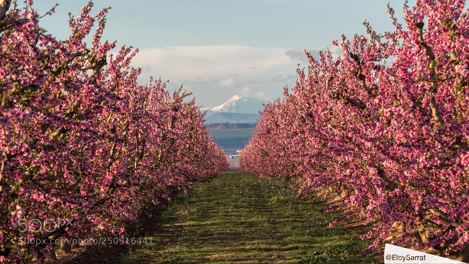 Olympus OM-D E-M5 II sample photo. Flowering in aitona photography