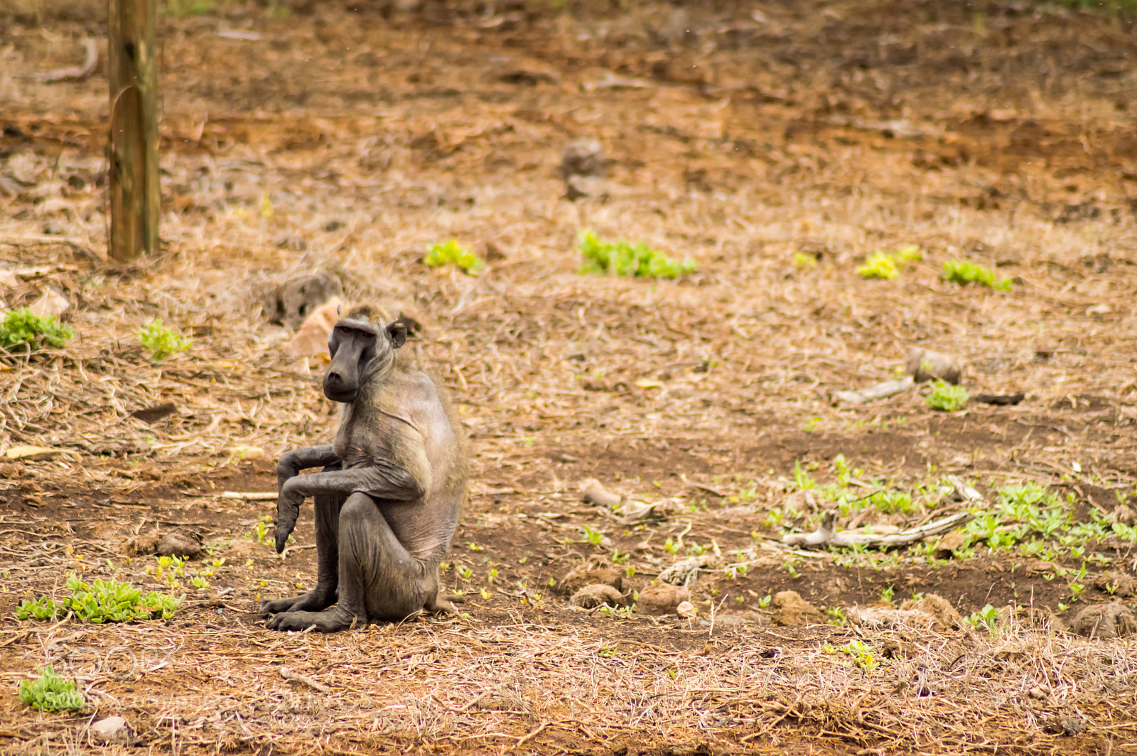 Nikon D3200 sample photo. Sick and hairless baboon photography