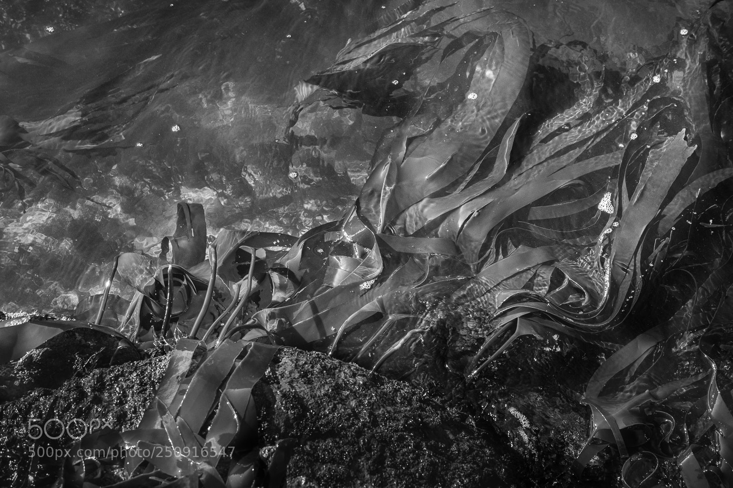Fujifilm X-T1 sample photo. Dragon photography