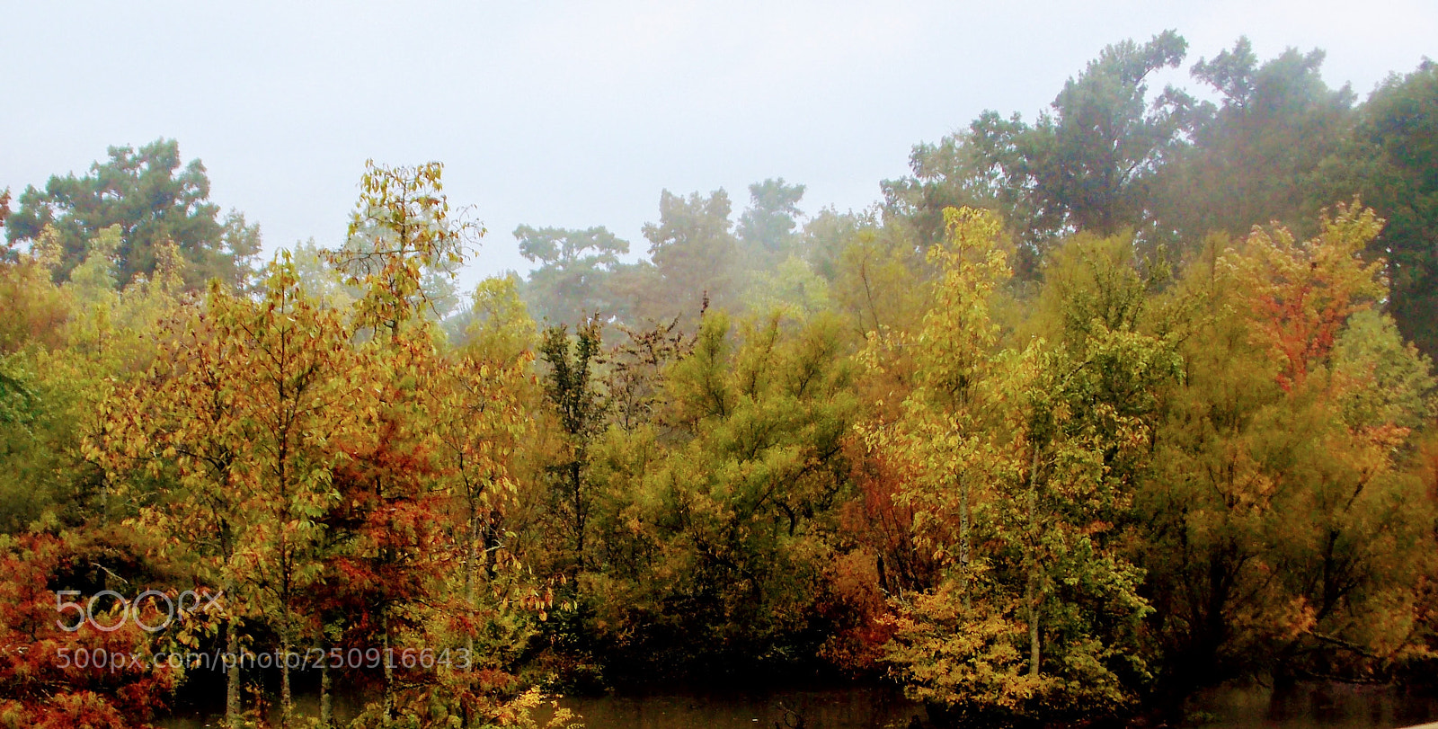 Nikon Coolpix L810 sample photo. Swamp trees photography