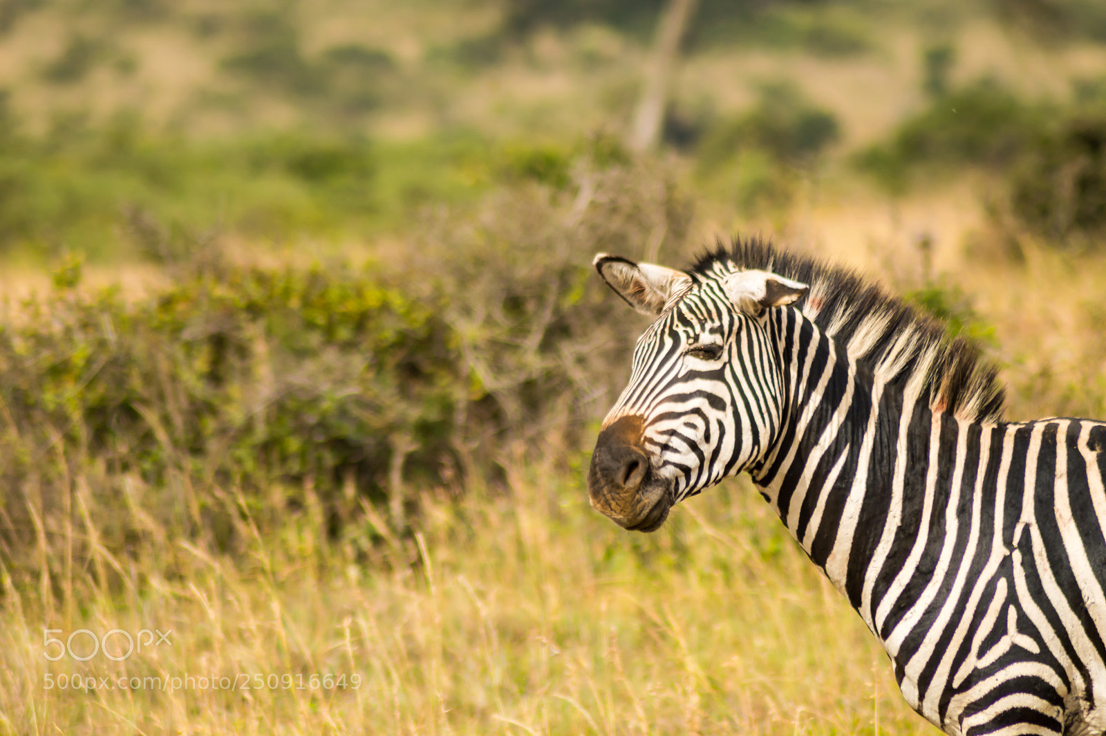 Nikon D3200 sample photo. Zebra with ears down photography