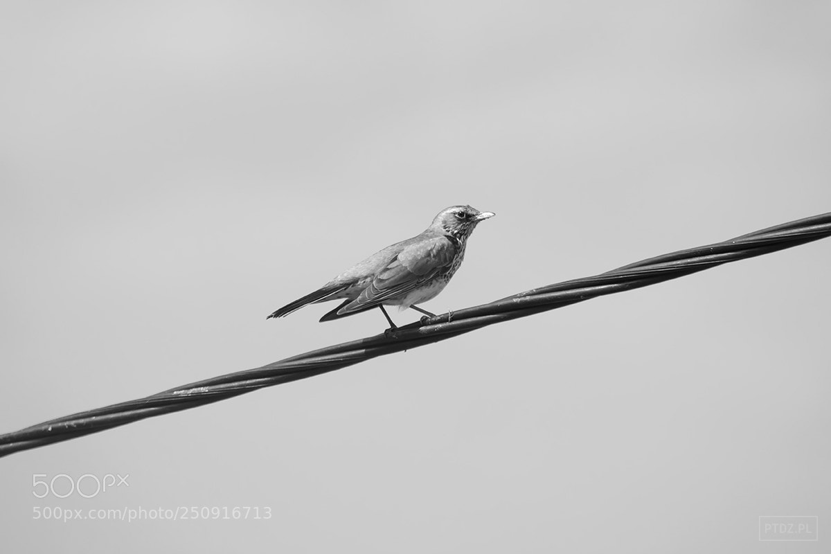 Nikon D5300 sample photo. 032 the fieldfare #2 photography