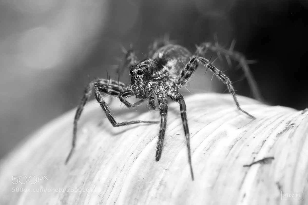 Nikon D5300 sample photo. 034 i'm watching you photography