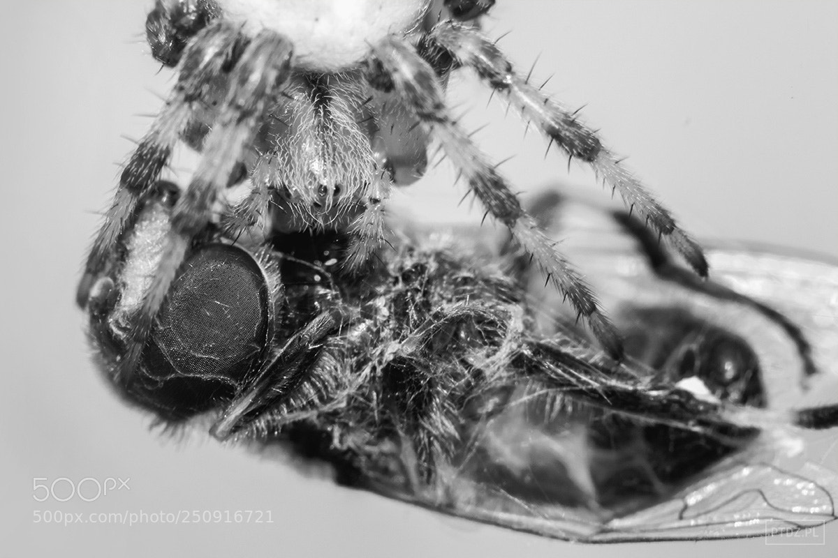 Nikon D5300 sample photo. 035 araneus quadratus photography