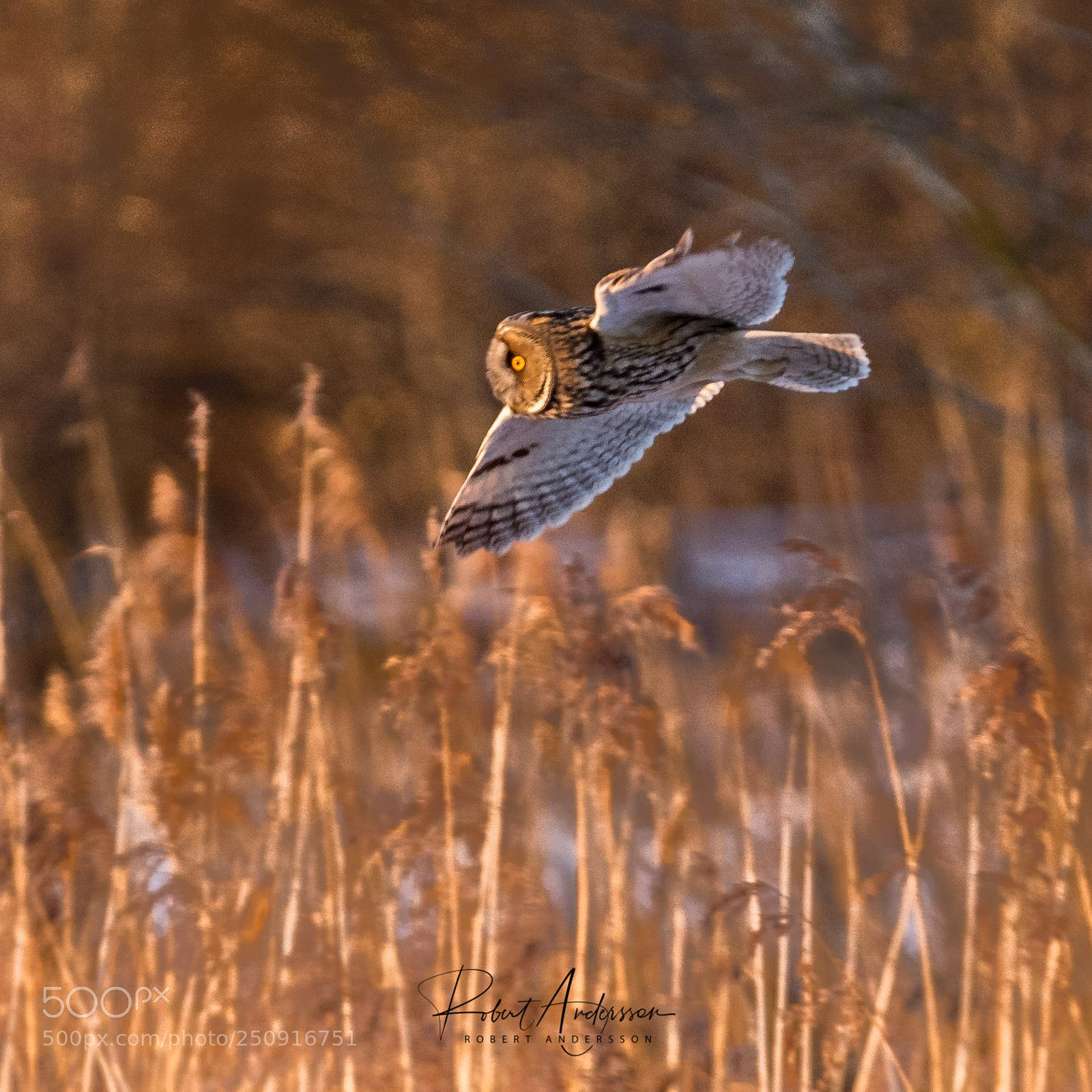 Canon EOS 7D Mark II sample photo. Long-eared owl (asio otus) photography