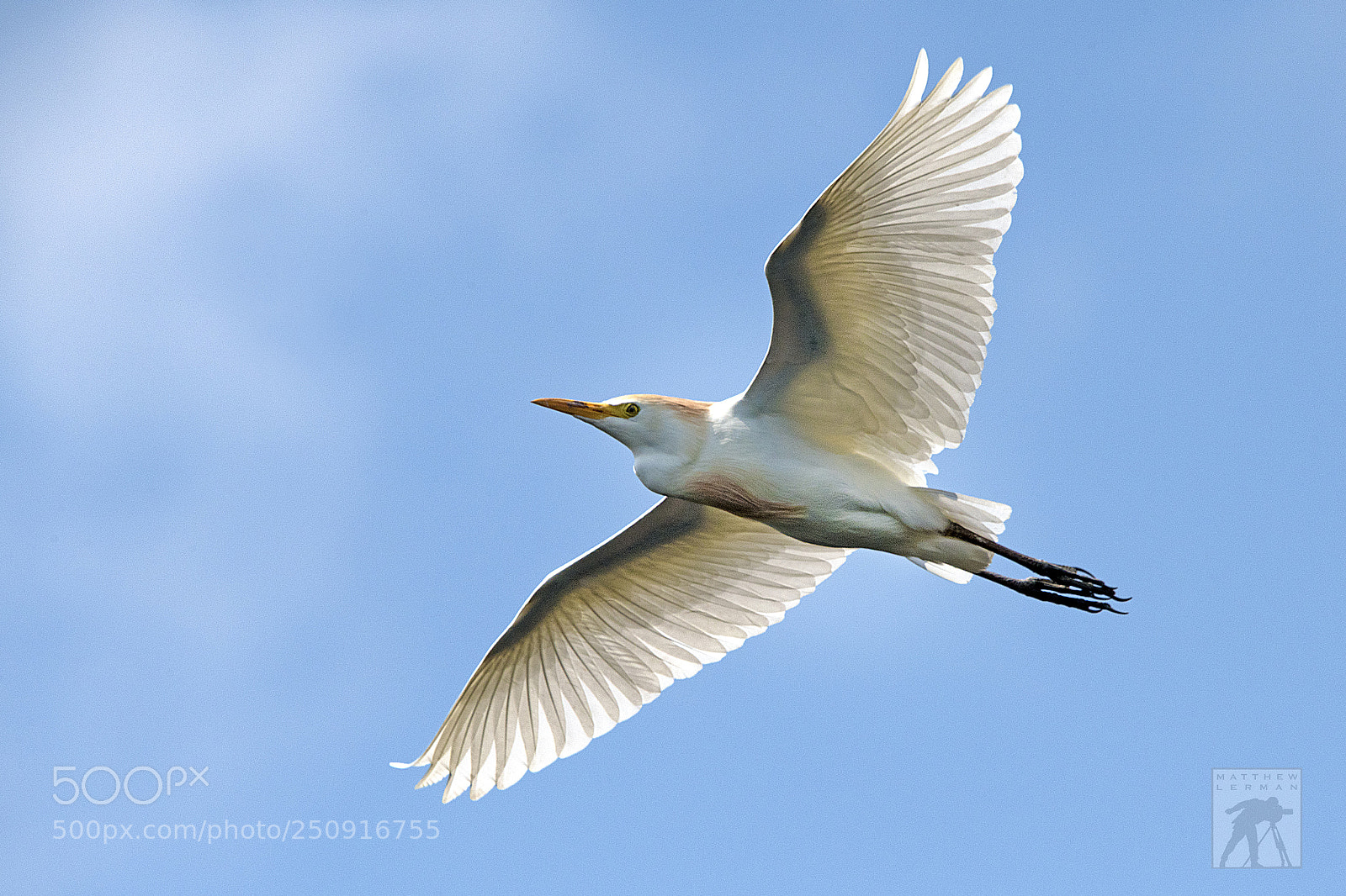 Nikon D810 sample photo. Flying high 1701 photography