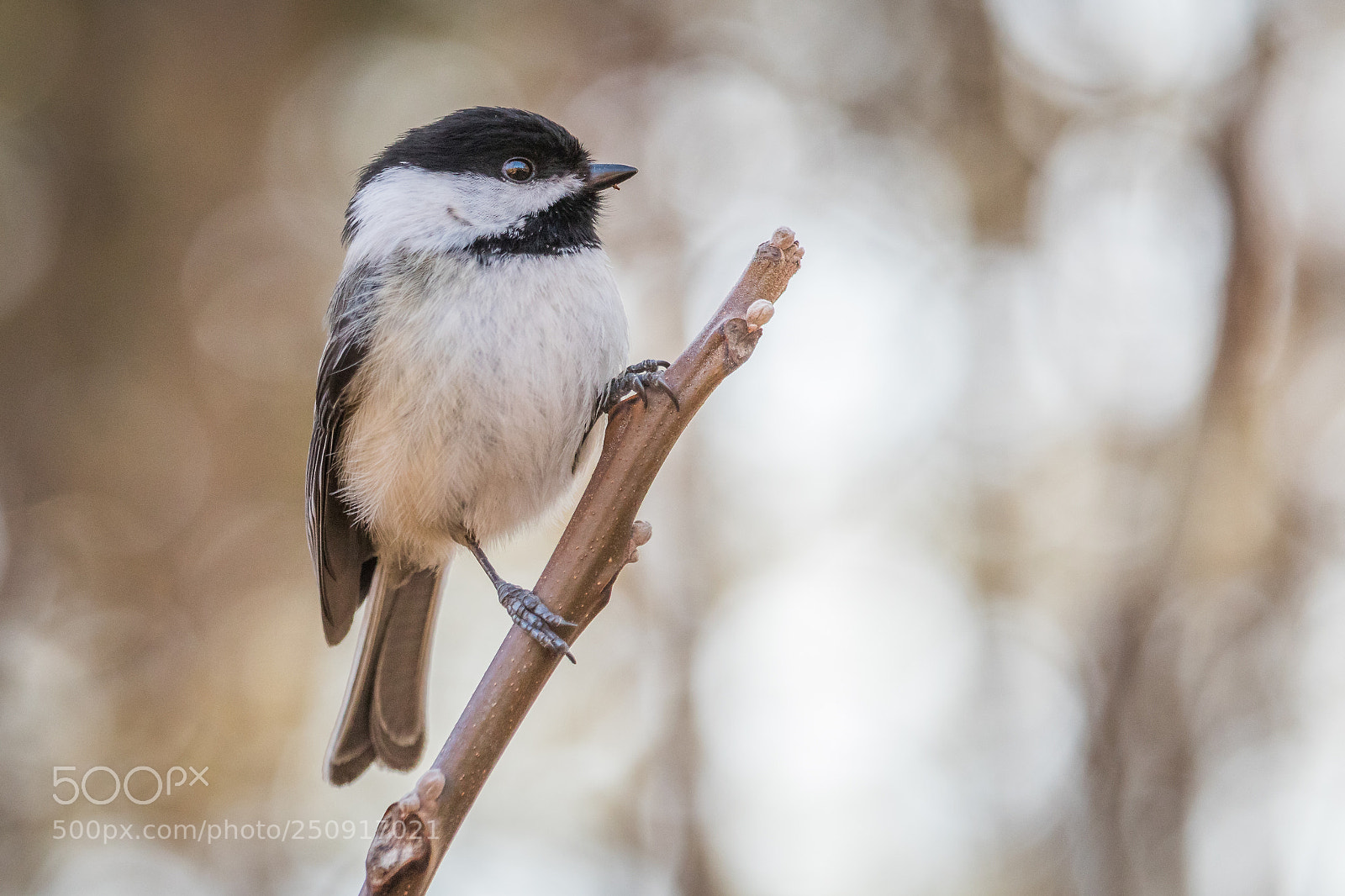 Canon EOS 80D sample photo. Black-capped chickadee photography