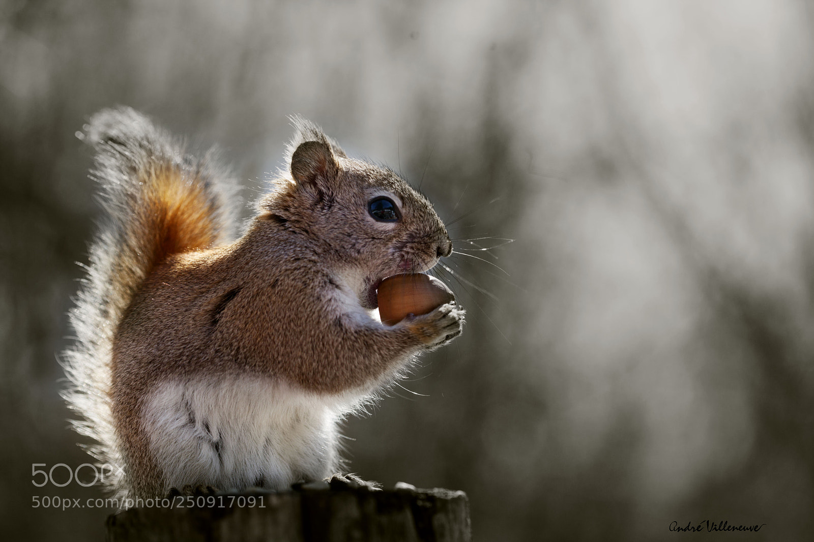 Canon EOS 5D Mark II sample photo. Le gobeur de gland photography
