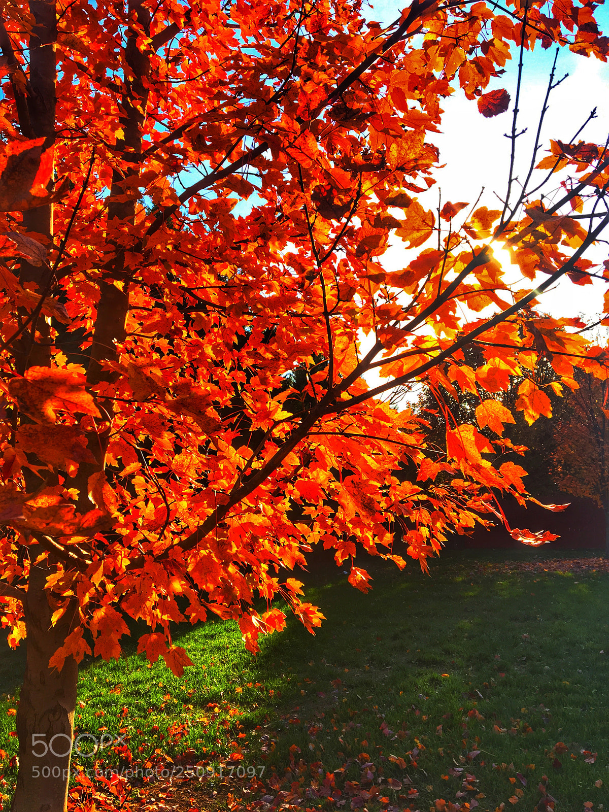 Apple iPhone 6s sample photo. Golden leaves photography