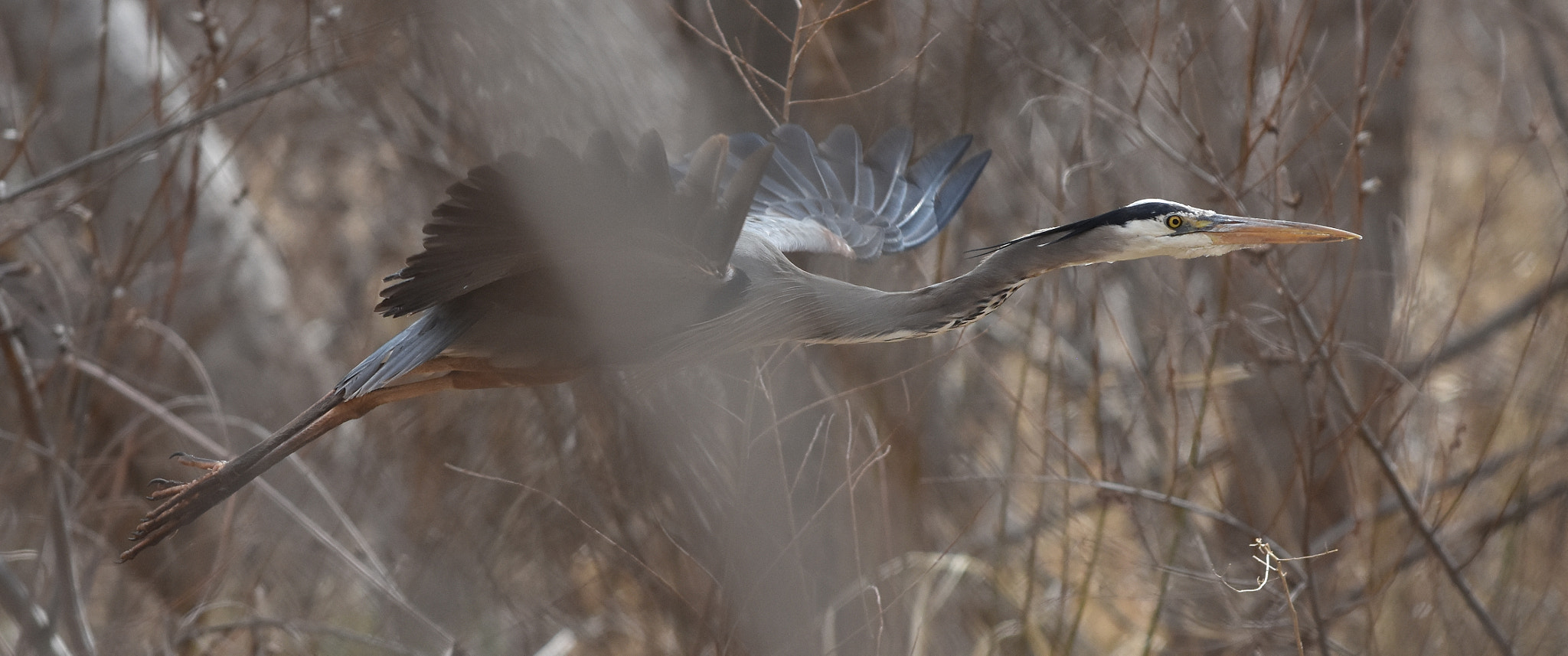 Nikon AF-S Nikkor 70-200mm F4G ED VR sample photo. Great blue in flight photography