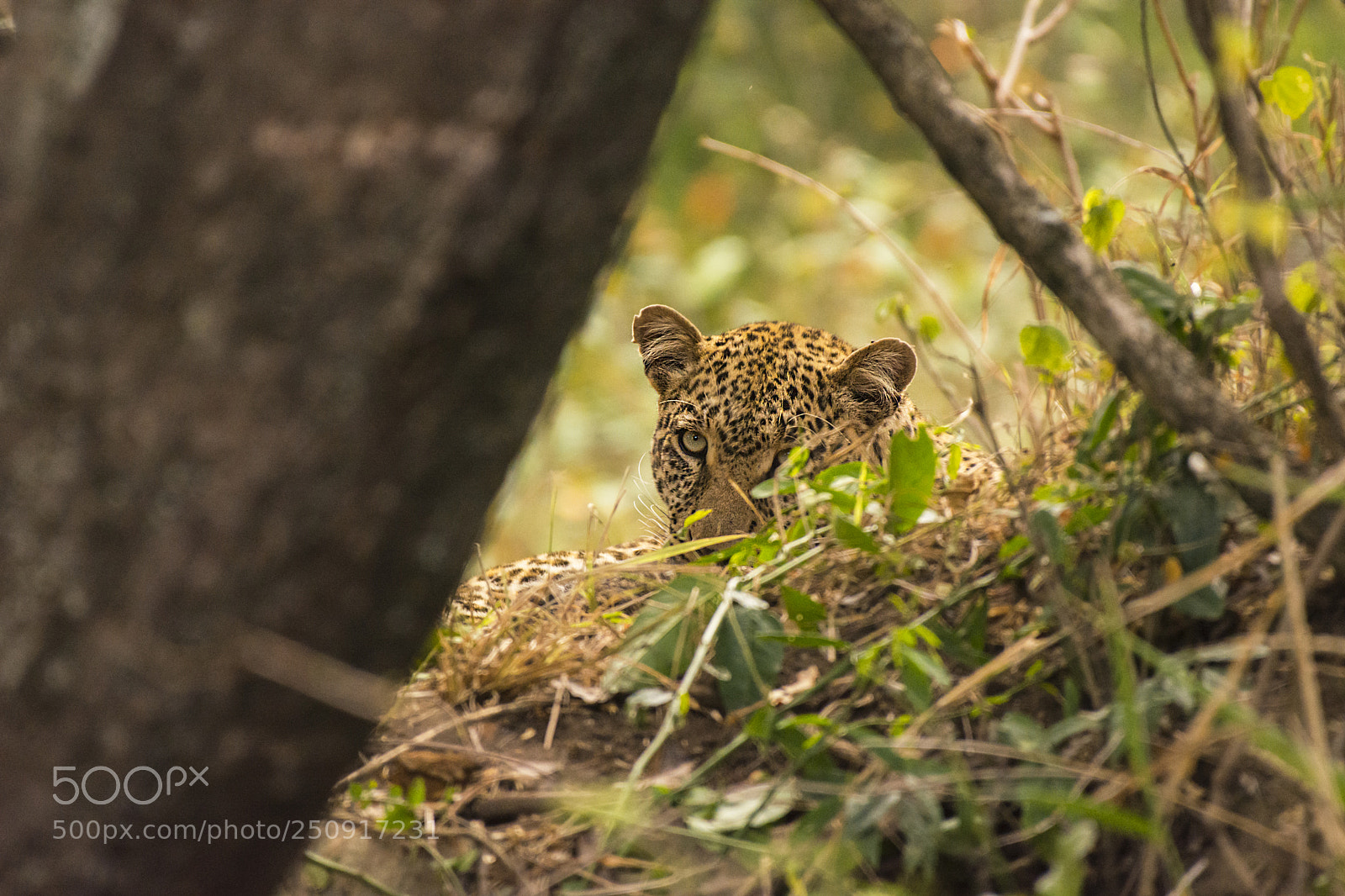 Nikon D7100 sample photo. Elusive eyes of african photography