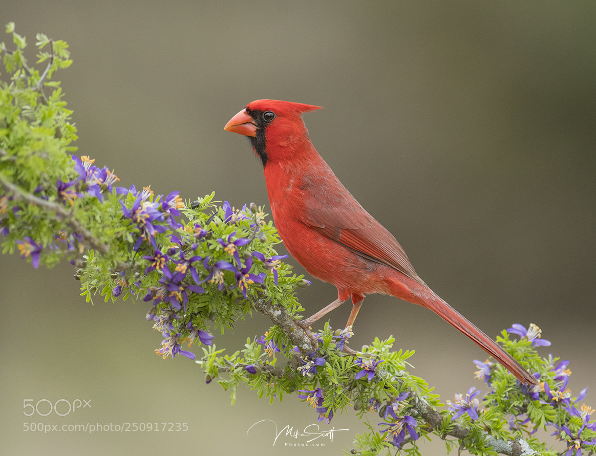 Nikon D500 sample photo. Handsome cardinal on flowers photography