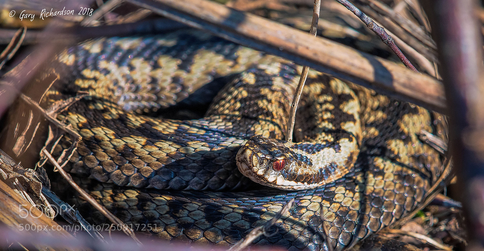 Nikon D500 sample photo. Adder photography