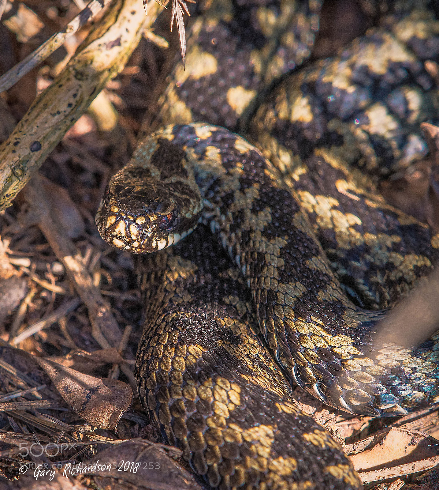 Nikon D500 sample photo. Adder photography