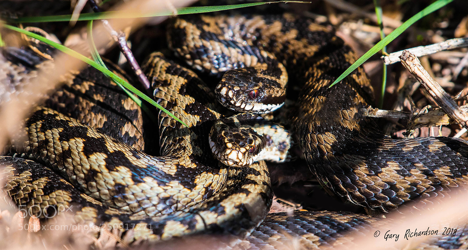 Nikon D500 sample photo. Adder photography