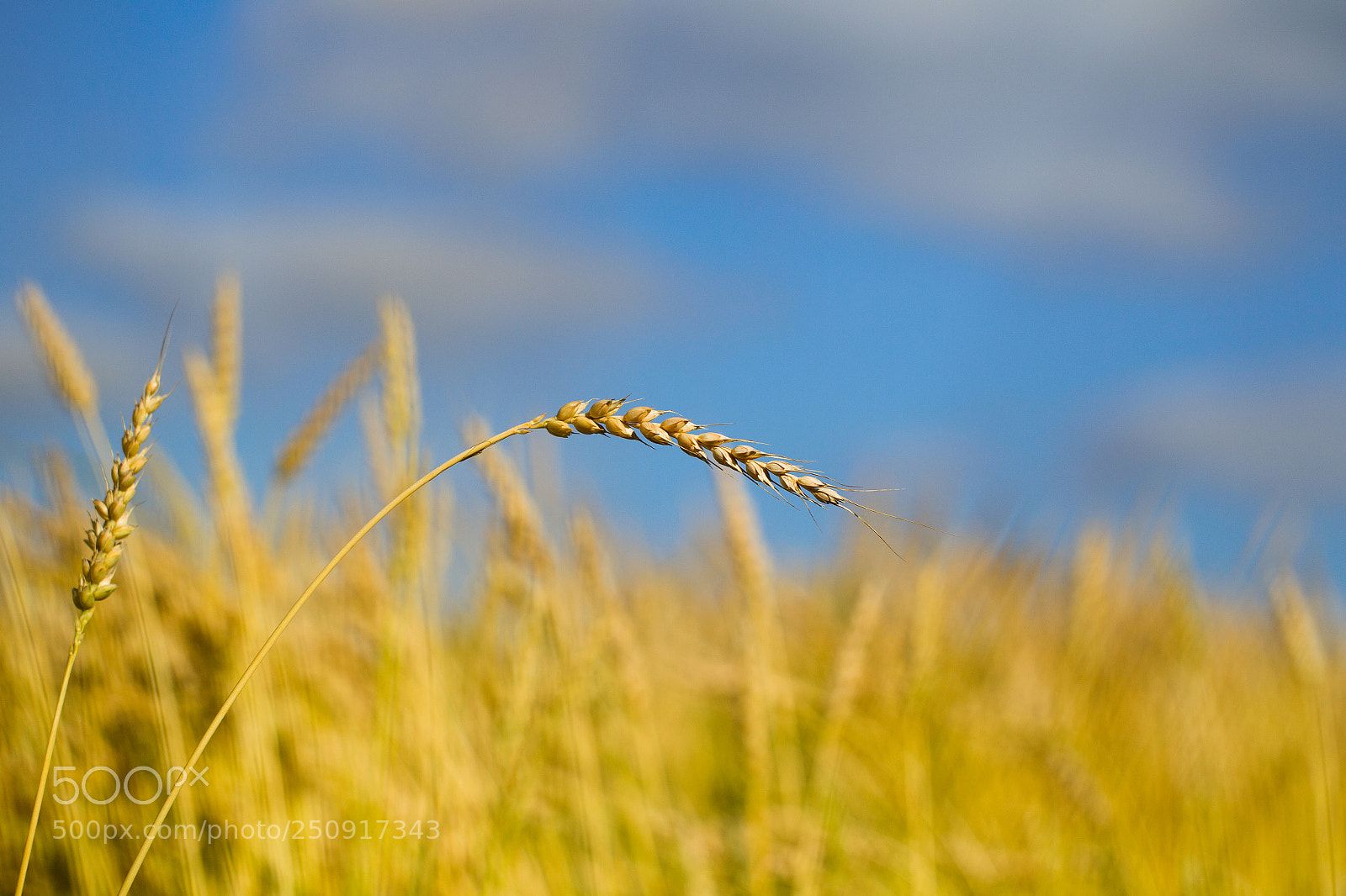Canon EOS-1D Mark IV sample photo. Wheat field on a photography