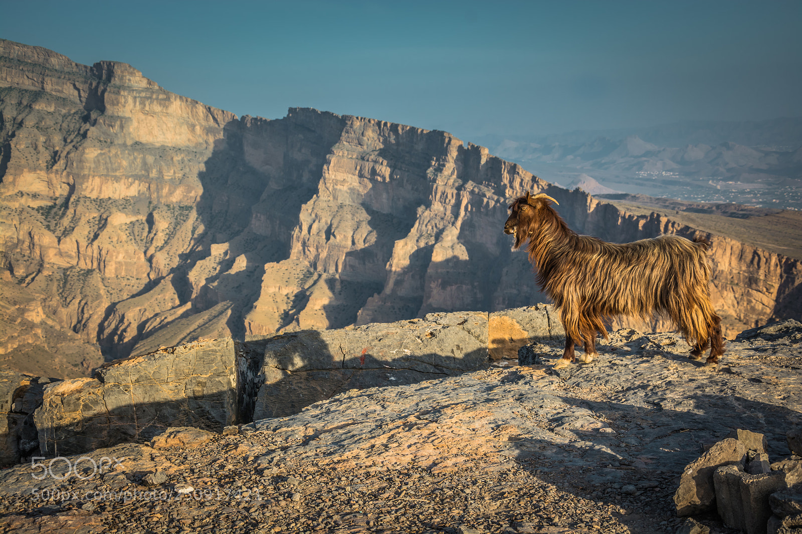 Nikon D7100 sample photo. Goat on the mountain photography