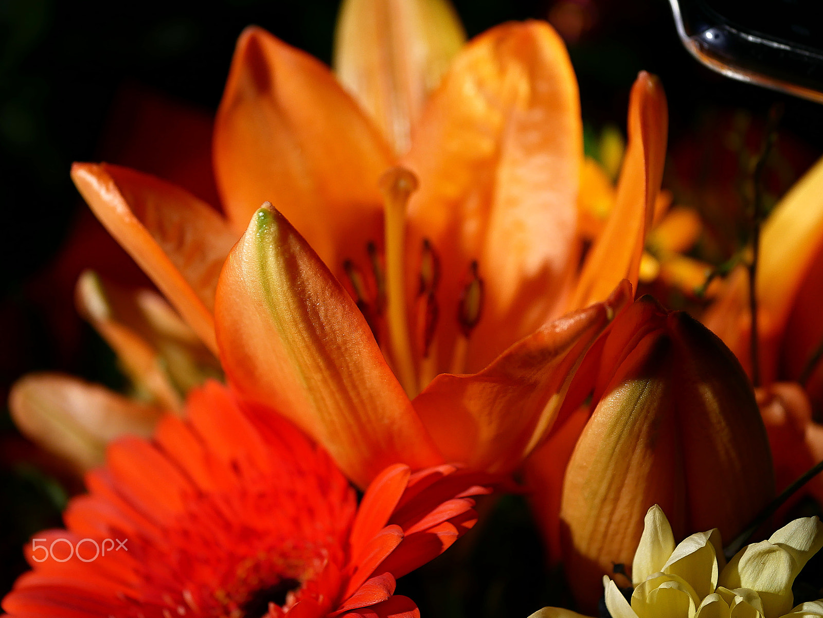 Panasonic Lumix DMC-G85 (Lumix DMC-G80) sample photo. Orange lily photography