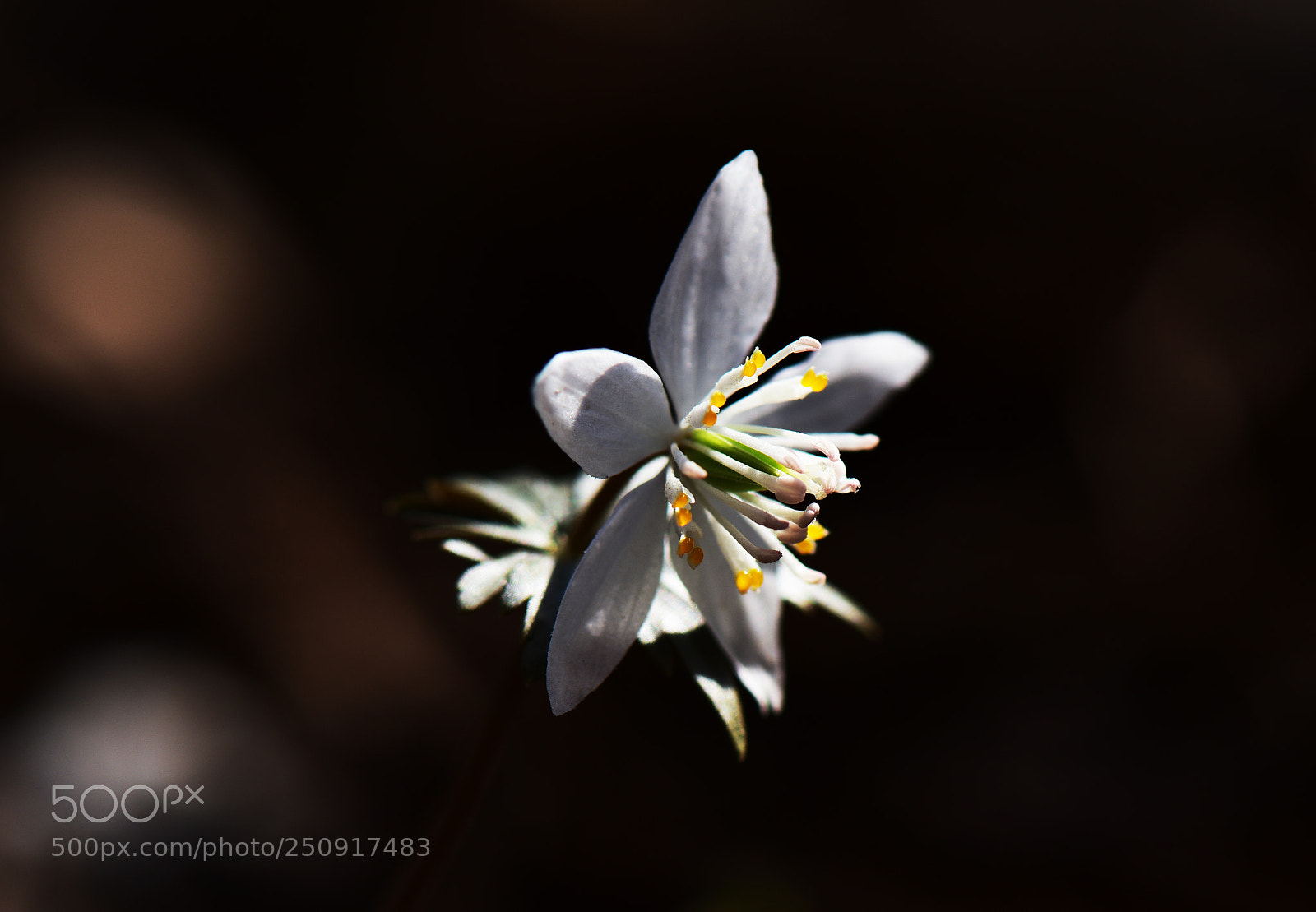 Nikon D810 sample photo. Untitled photography