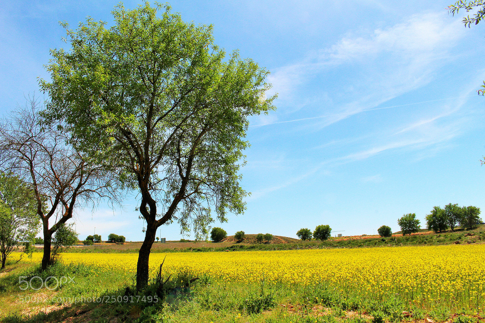 Canon EOS 700D (EOS Rebel T5i / EOS Kiss X7i) sample photo. Amarillo campo. photography