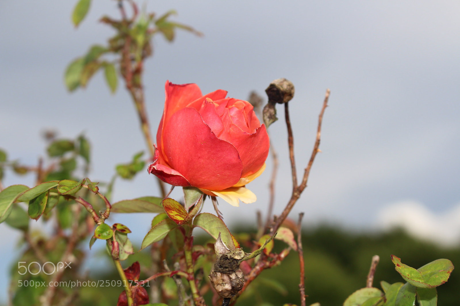Canon EOS 700D (EOS Rebel T5i / EOS Kiss X7i) sample photo. Rose photography