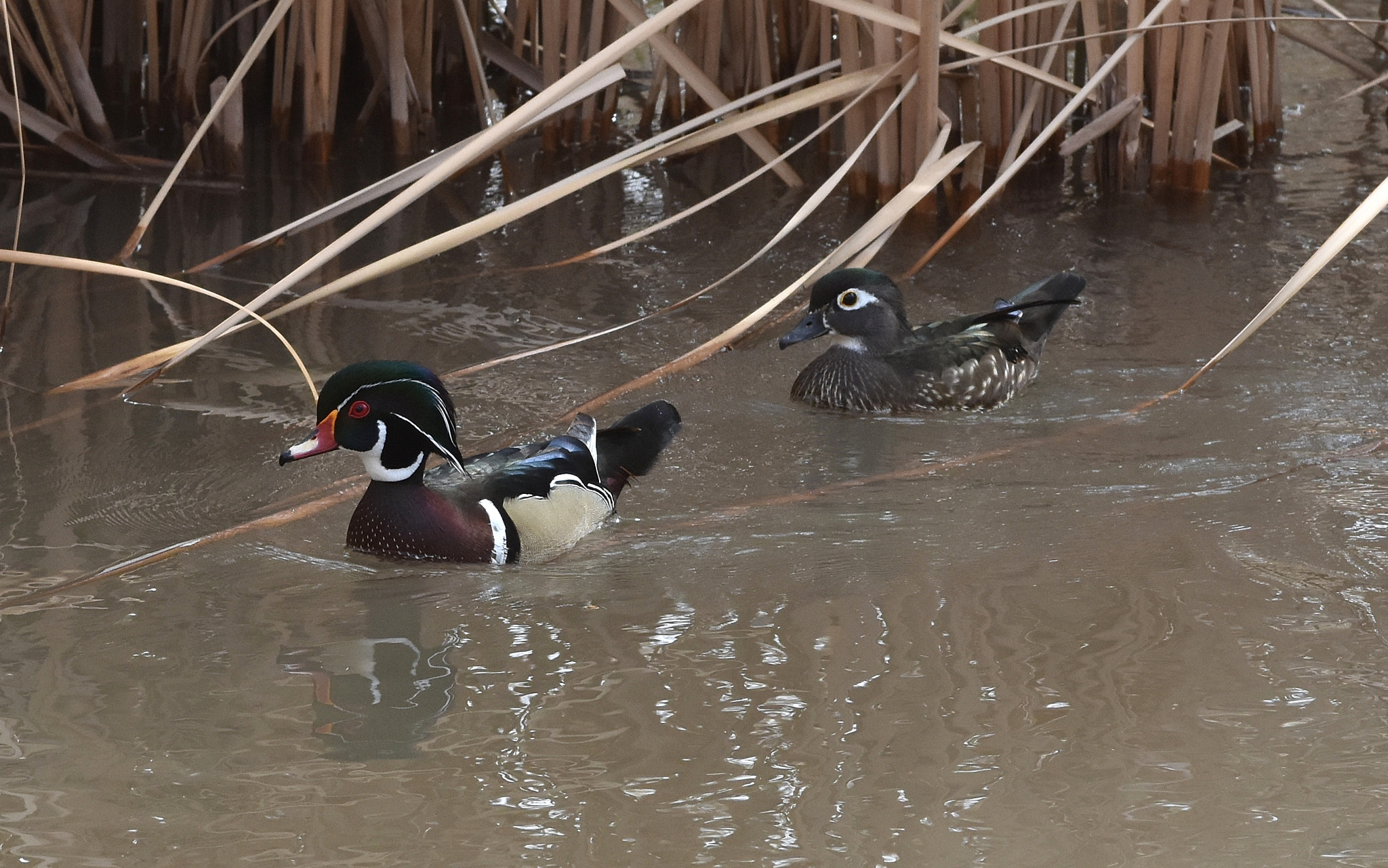 Nikon AF-S Nikkor 70-200mm F4G ED VR sample photo. Wood duck pair photography