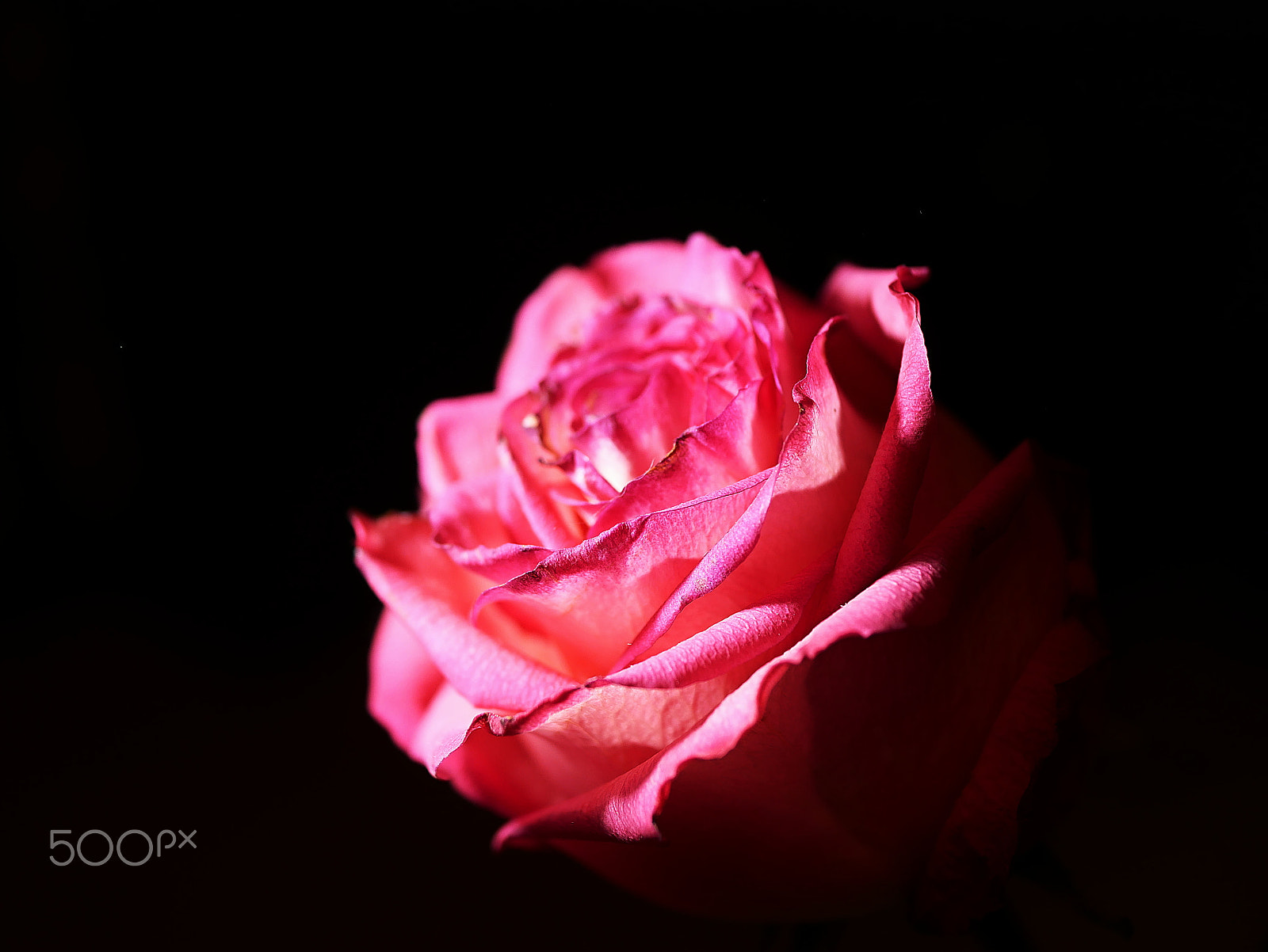 Panasonic Lumix DMC-G85 (Lumix DMC-G80) sample photo. Pink photography