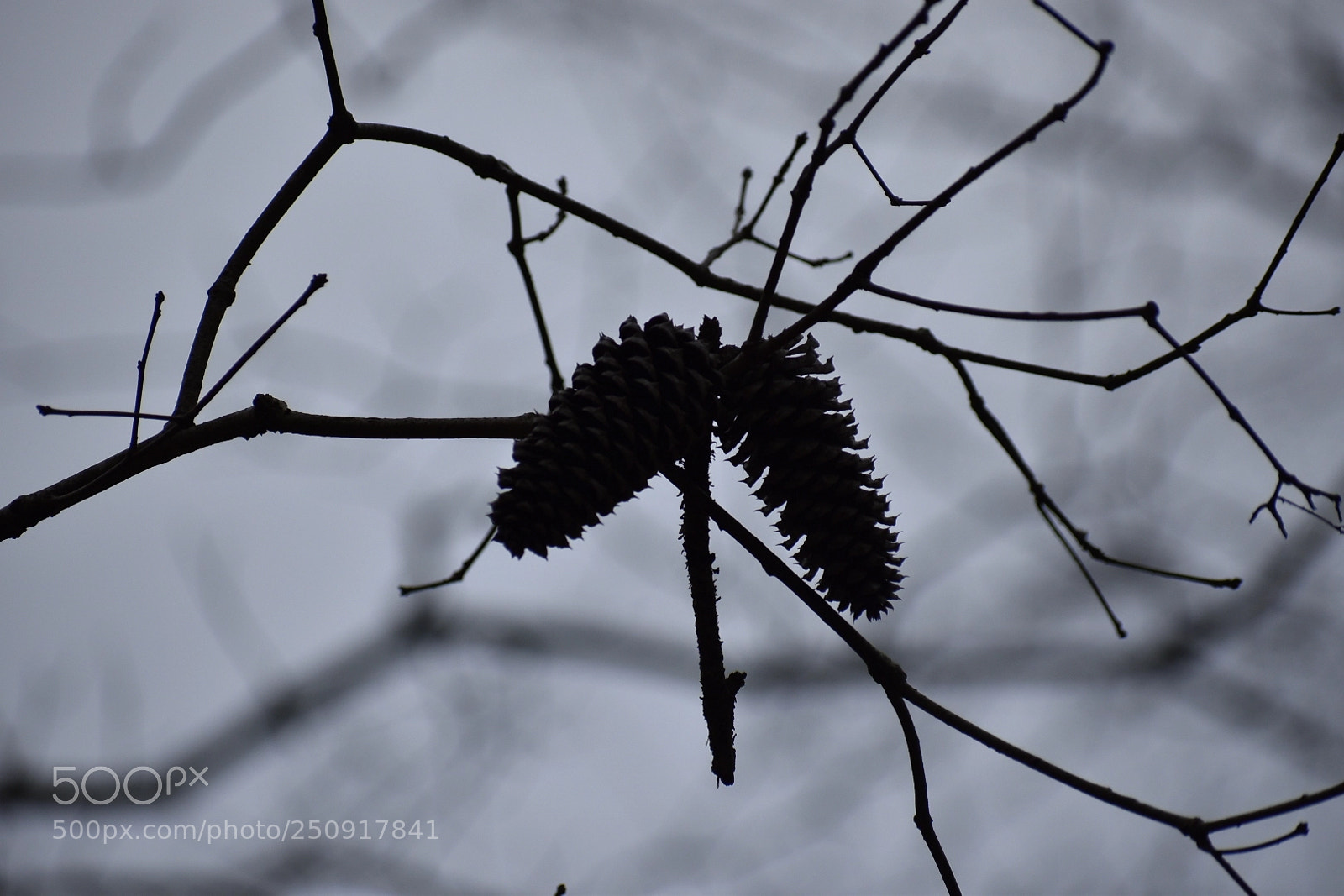 Nikon D5600 sample photo. This photo was taken photography