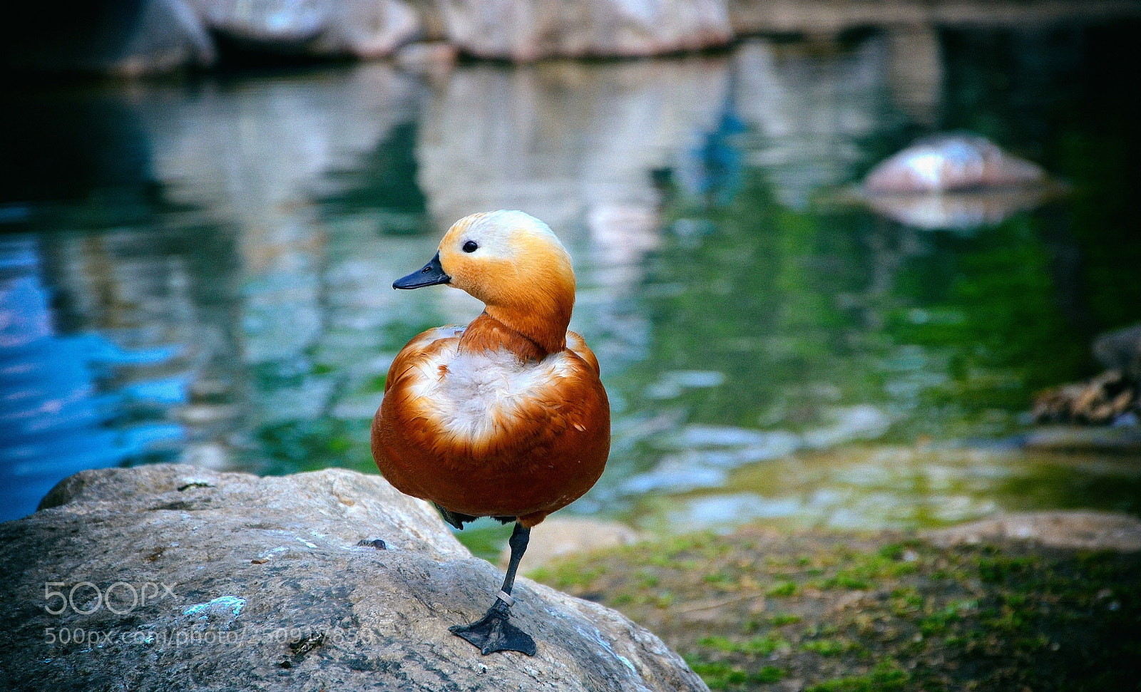 Nikon D7000 sample photo. Vaak vak ? photography