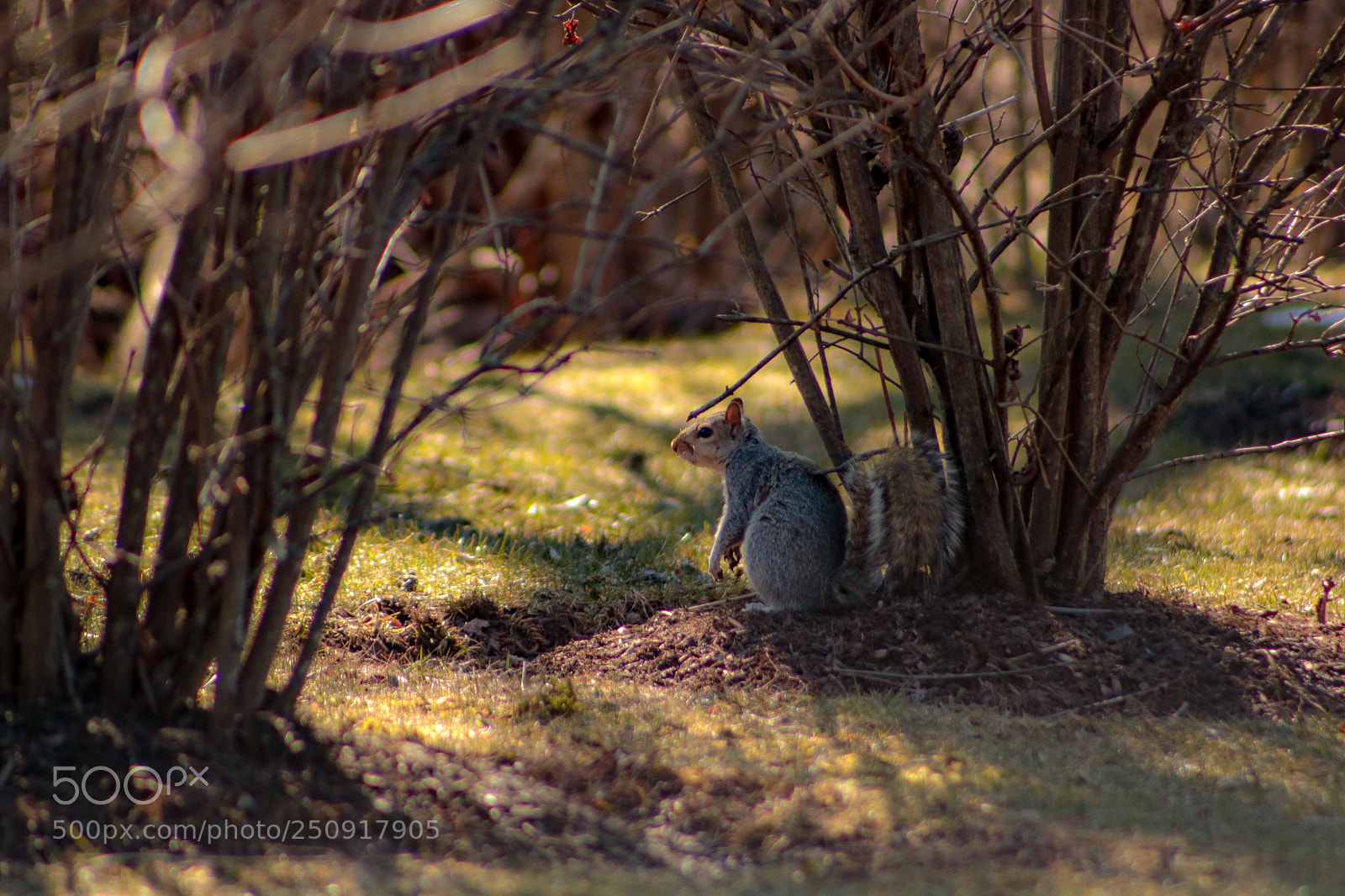 Canon EOS 750D (EOS Rebel T6i / EOS Kiss X8i) sample photo. Squirrel photography