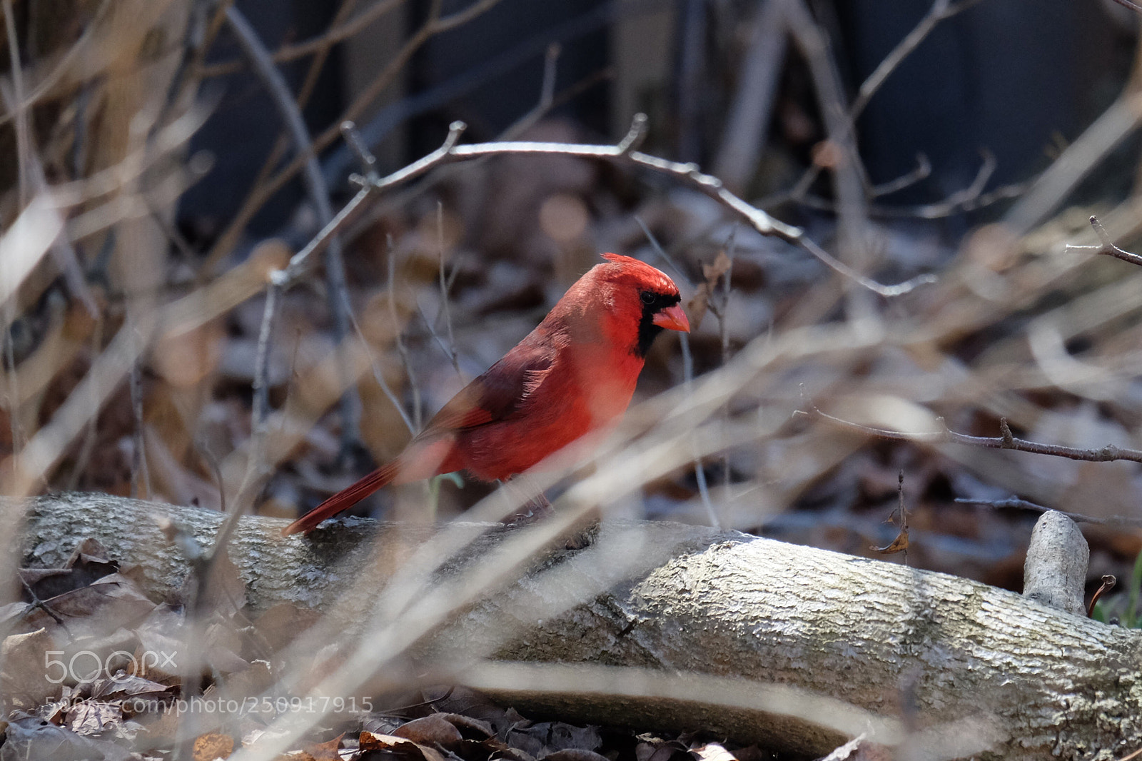 Fujifilm X-T10 sample photo. Cardinal on the log photography