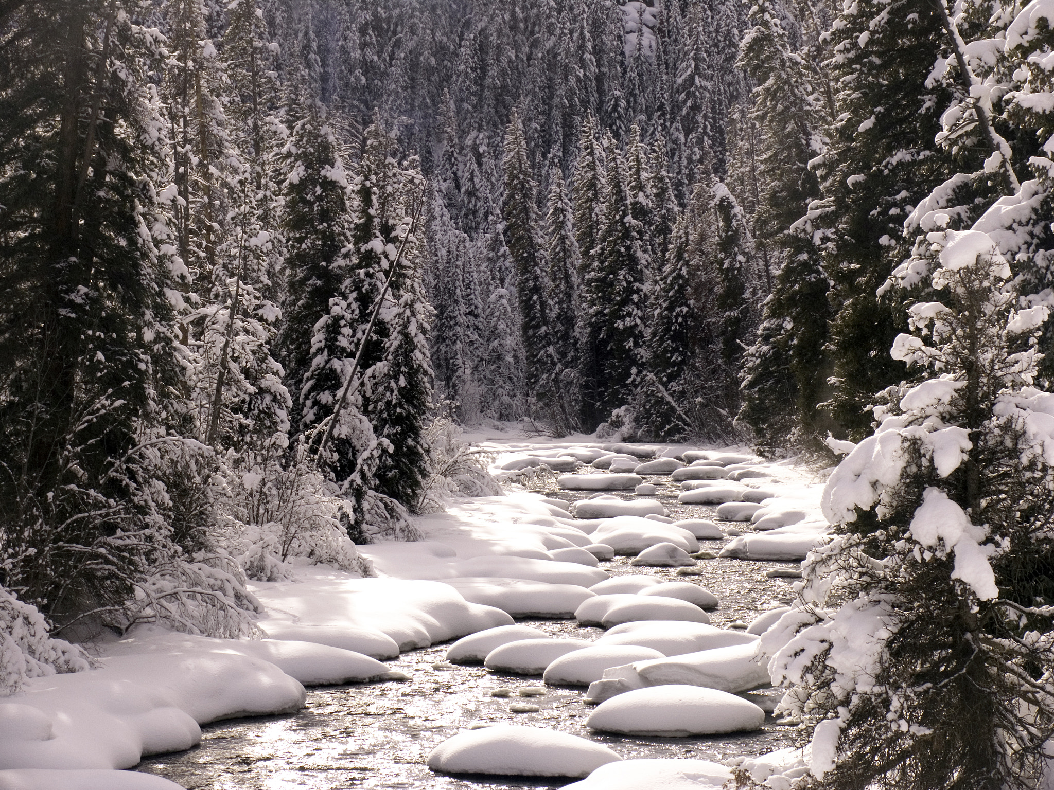 Canon POWERSHOT PRO1 sample photo. River and pines in winter photography