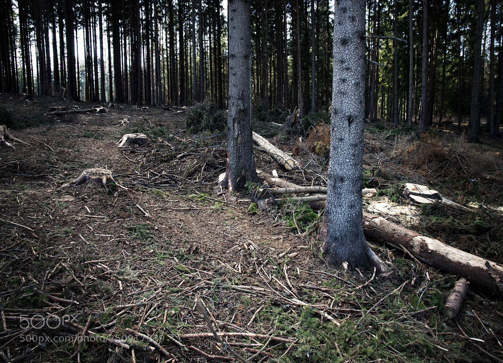 Nikon D5500 sample photo. Two spruces in the photography