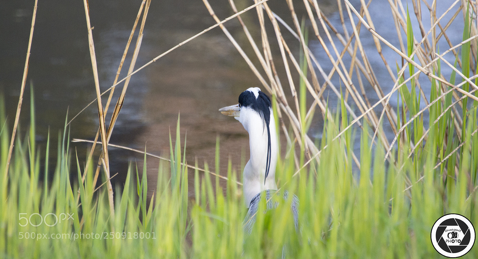 Nikon D3100 sample photo. Bird photography