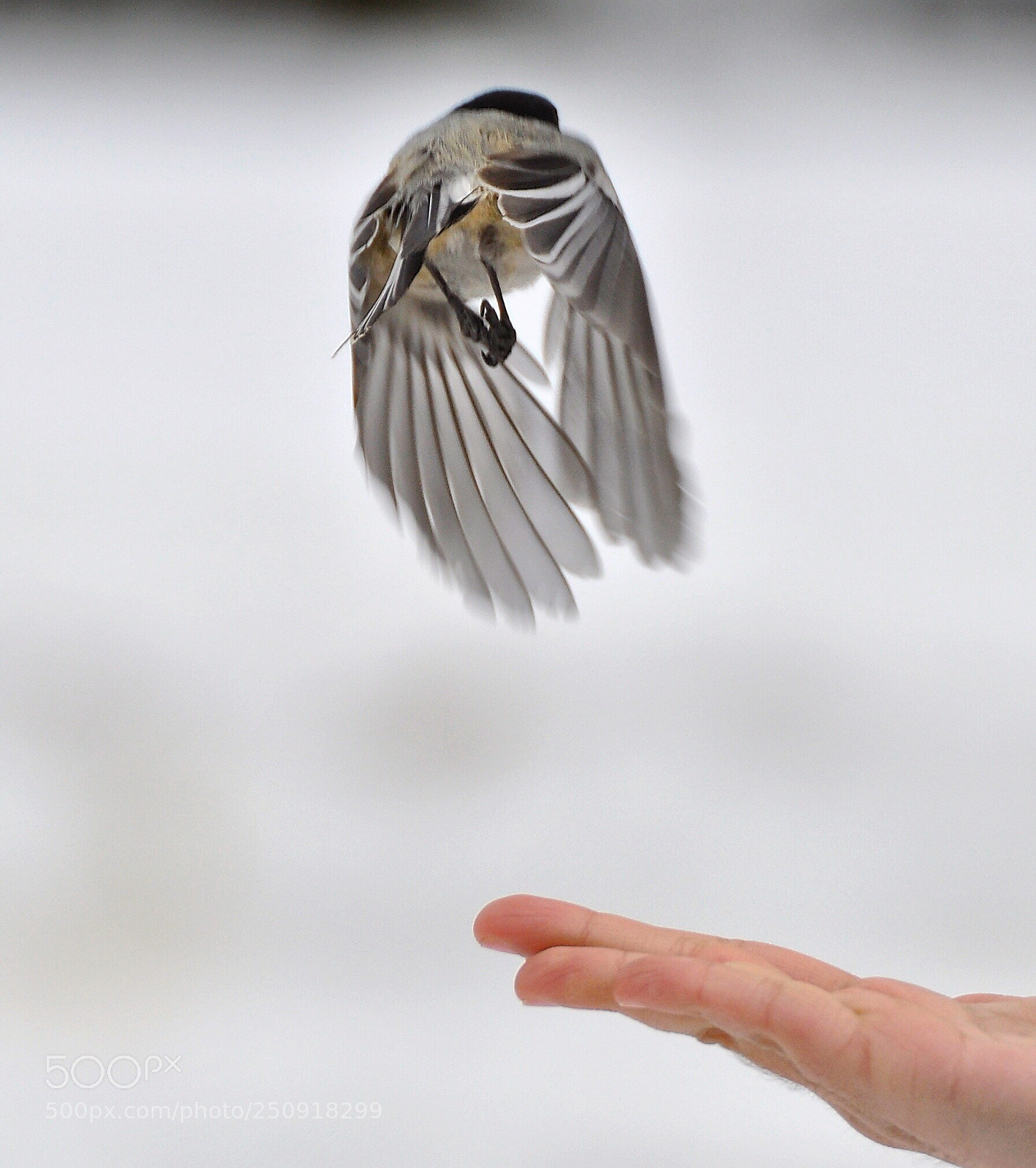 Nikon D90 sample photo. Chickadee  photography