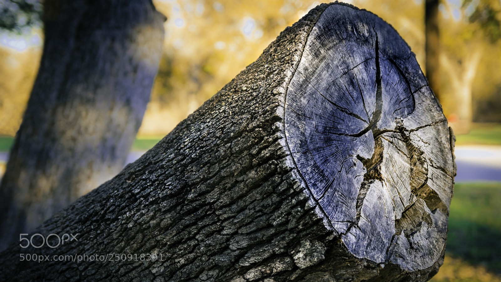 Canon EOS 600D (Rebel EOS T3i / EOS Kiss X5) sample photo. Tree stump photography