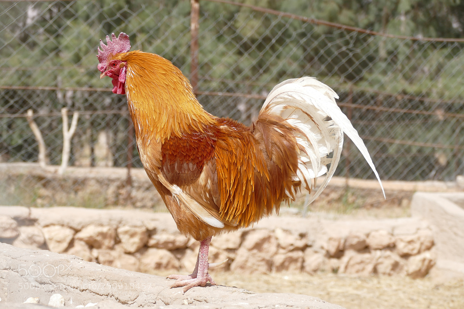 Panasonic Lumix DMC-FZ1000 sample photo. The golden cock photography