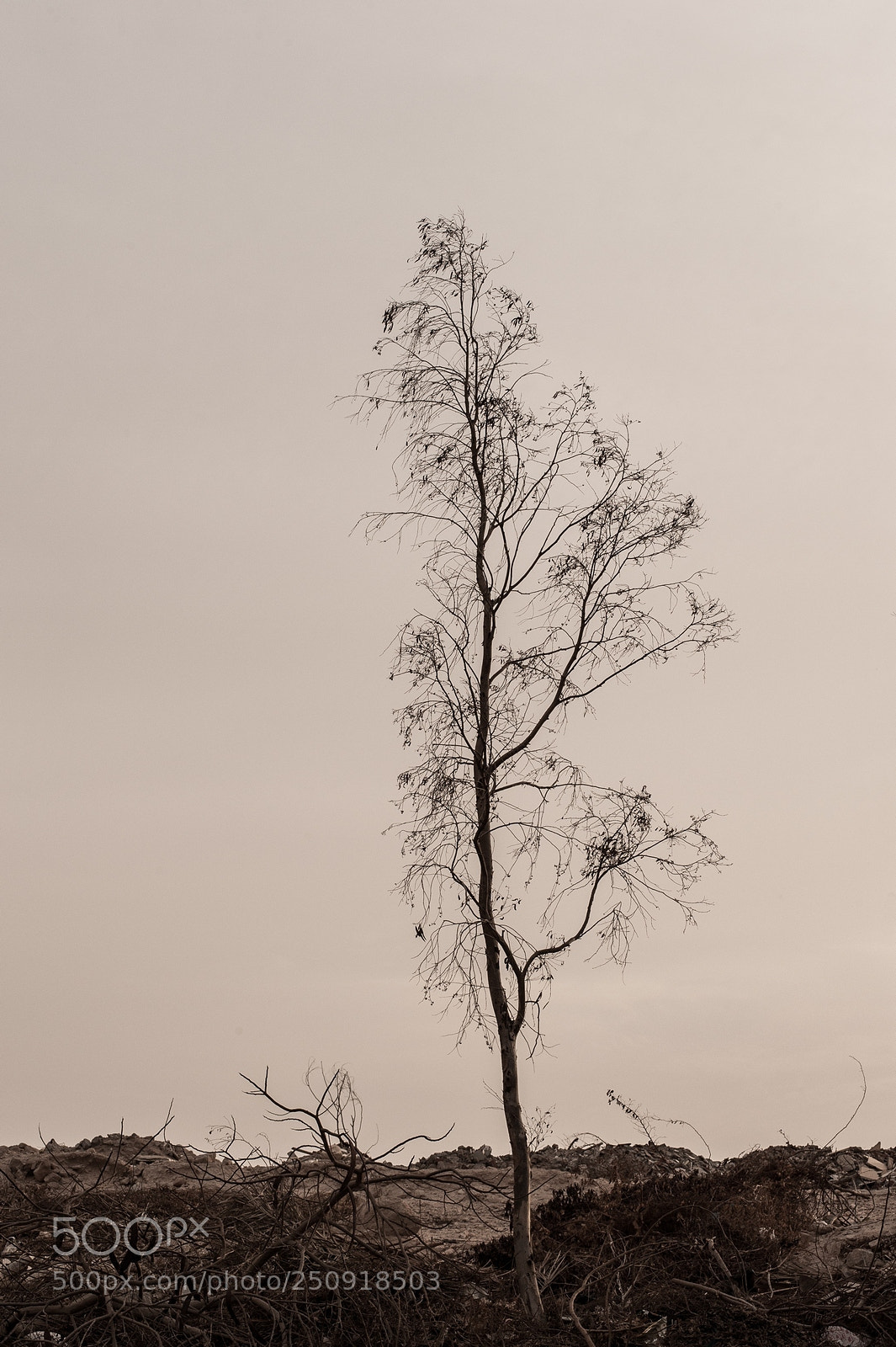 Nikon D700 sample photo. Tree 1 photography