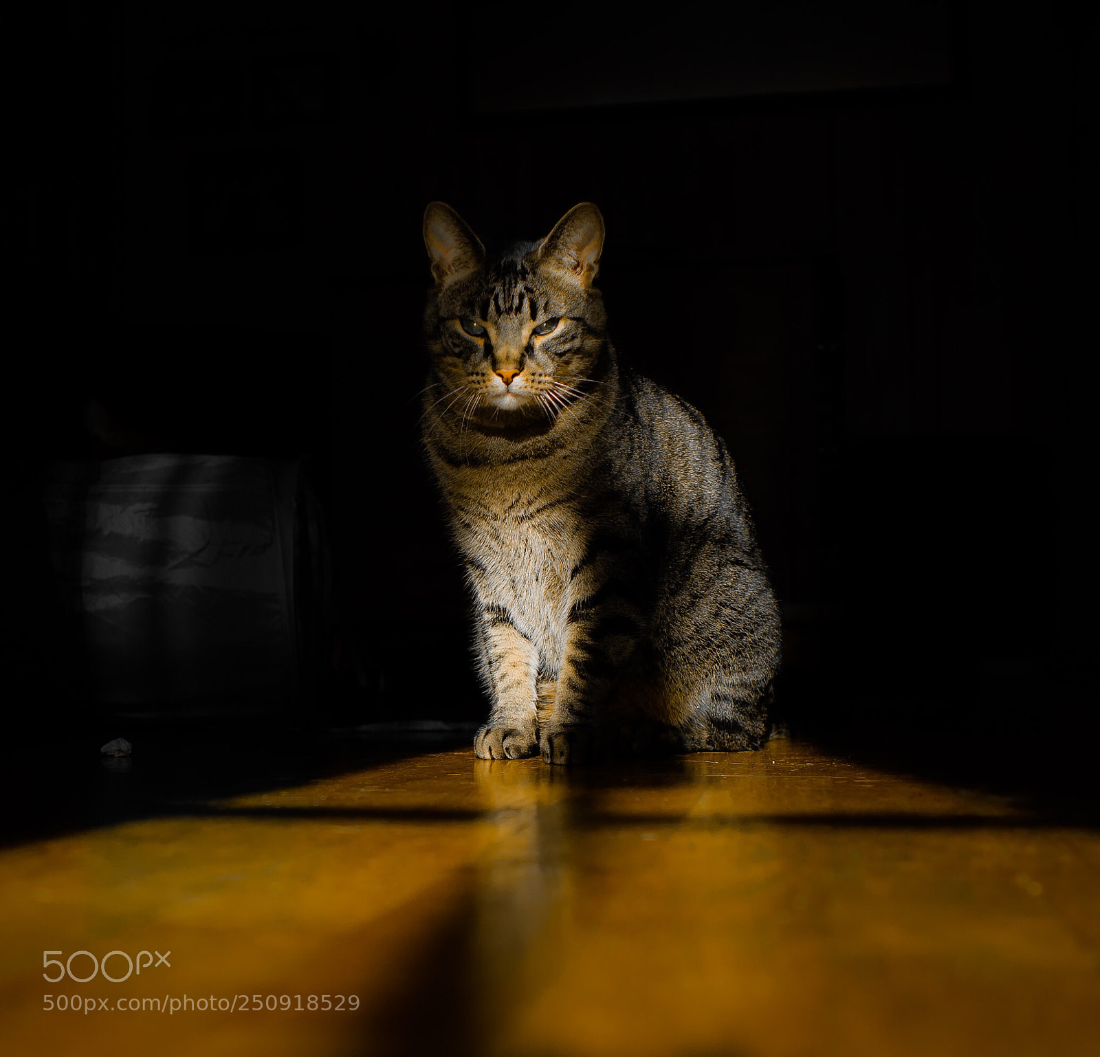 Canon EOS-1D Mark II sample photo. Suncat photography