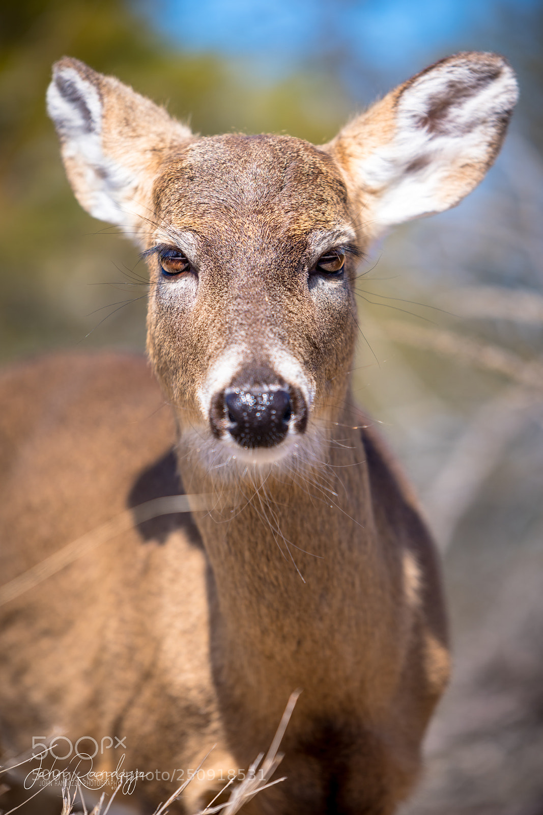 Nikon D810 sample photo. Fire island deer photography