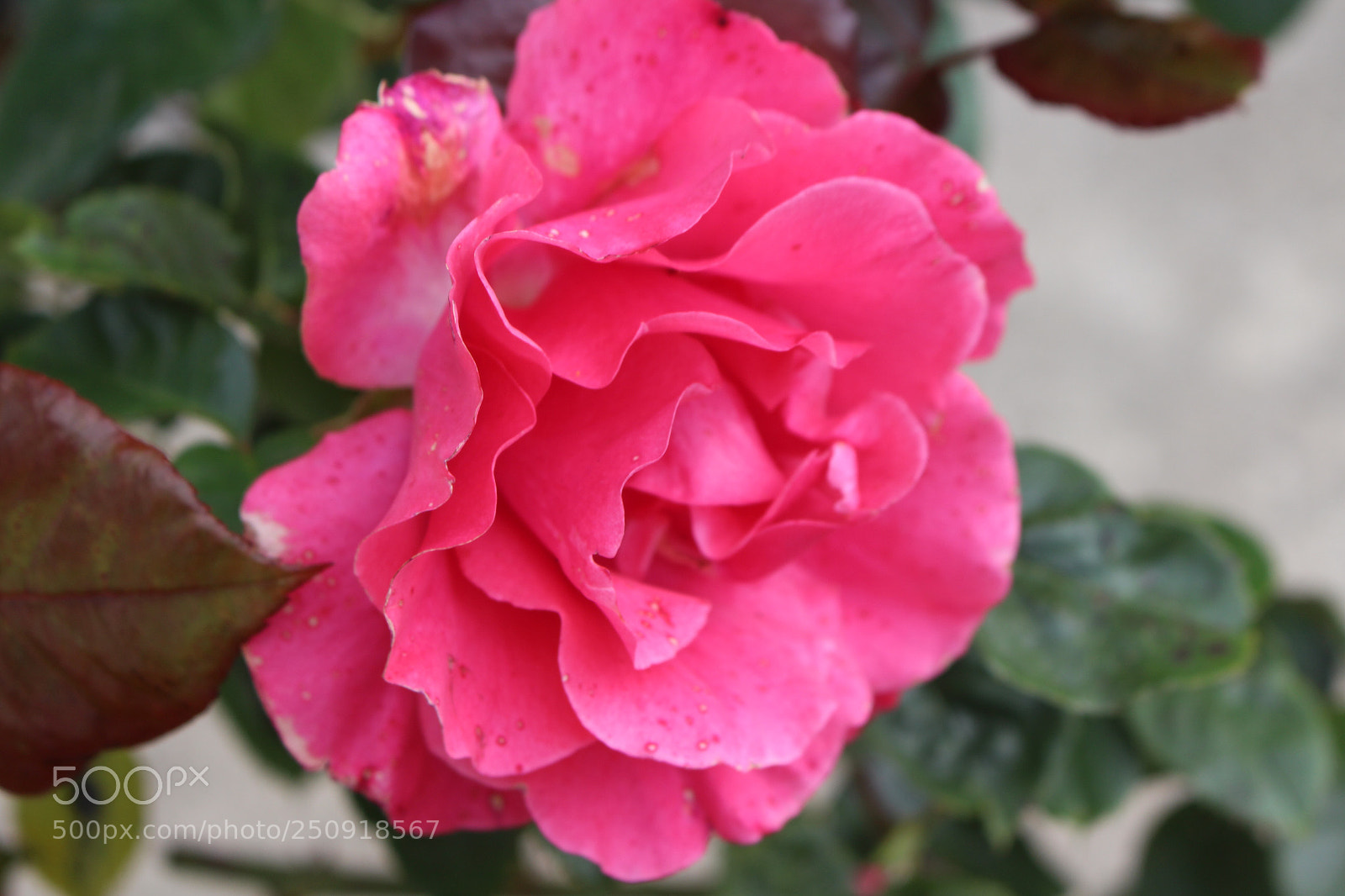 Canon EOS 700D (EOS Rebel T5i / EOS Kiss X7i) sample photo. Flower photography
