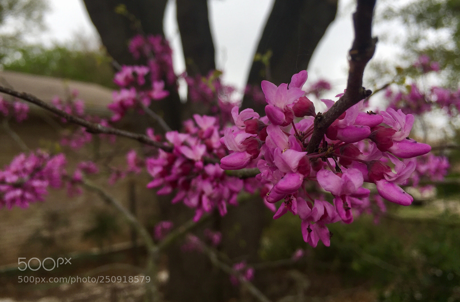 Apple iPhone 6 Plus sample photo. Eastern redbud, fredericksburg tx photography