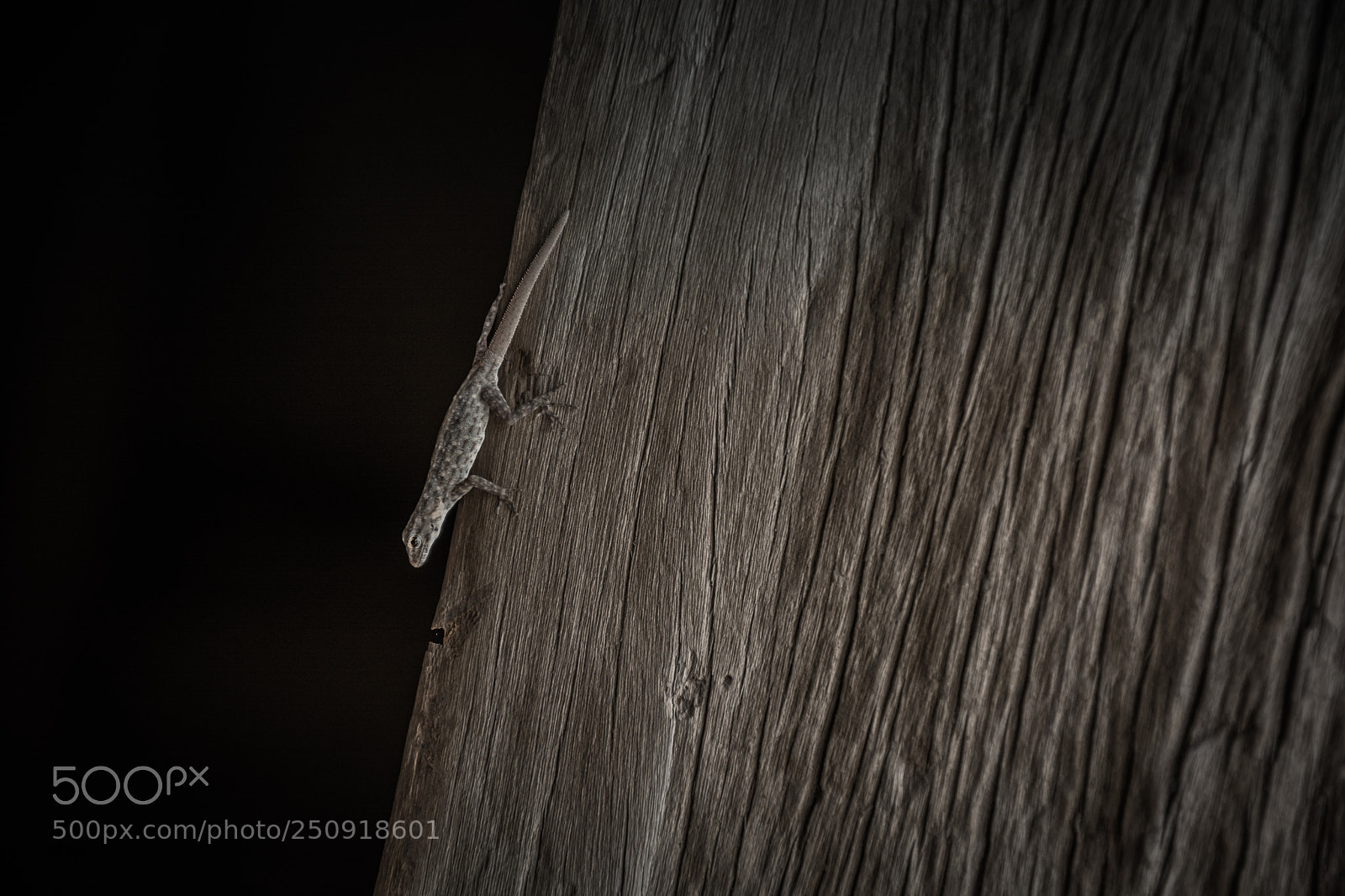 Nikon D7100 sample photo. Lizard..i see you! photography